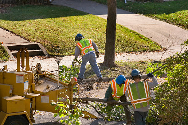 The Steps Involved in Our Tree Care Process in Mechanicsville, VA